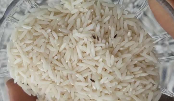 جلوگیری از حشره زدن برنج 4 جلوگیری از حشره زدن برنج