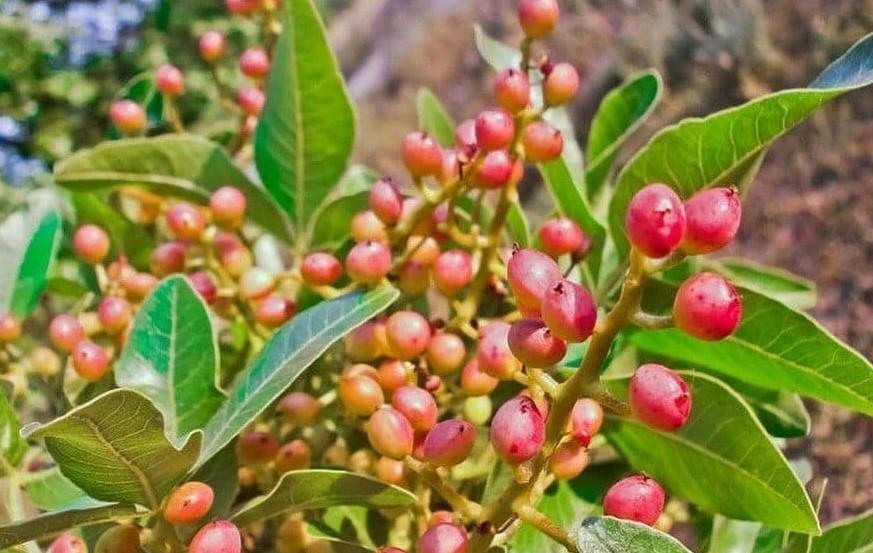 بنه کوهی چیست؟ + طرز تهیه ترشی بنه