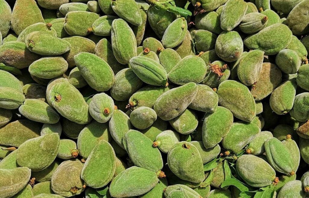 18 تا از خواص چغاله بادام! 4 Chghalh almonds