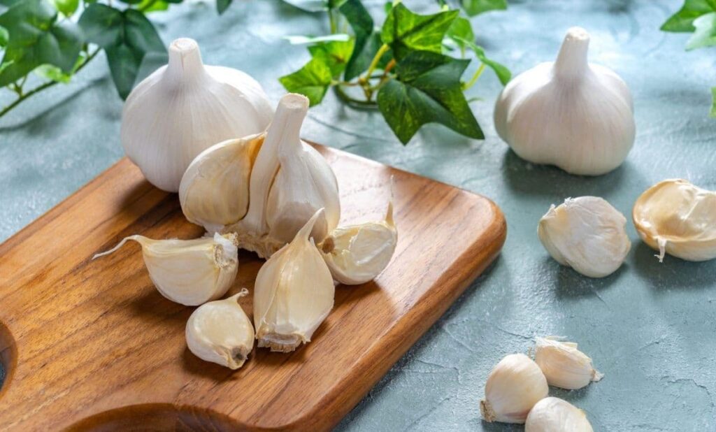 طرز نگهداری سیر خام